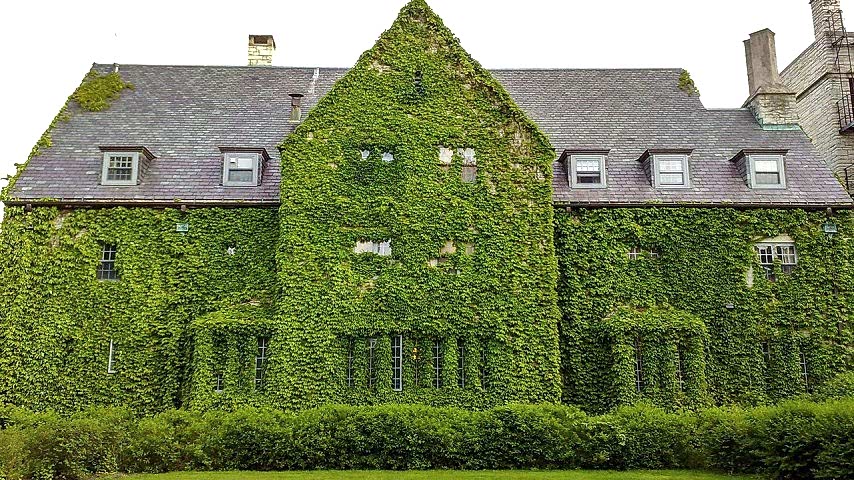 HEDERA SARMAŞIK 10 ADET - 1.5 + METRE SARILICI BİTKİ