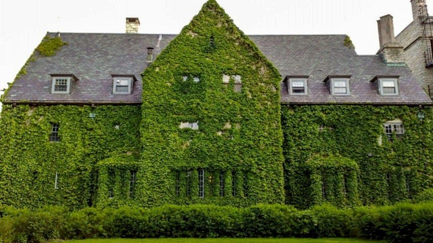 HEDERA SARMAŞIK - 1.5 + METRE SARILICI BİTKİ