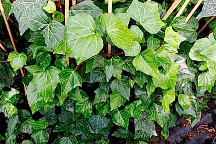 HEDERA SARMAŞIK - 1.5 + METRE SARILICI BİTKİ