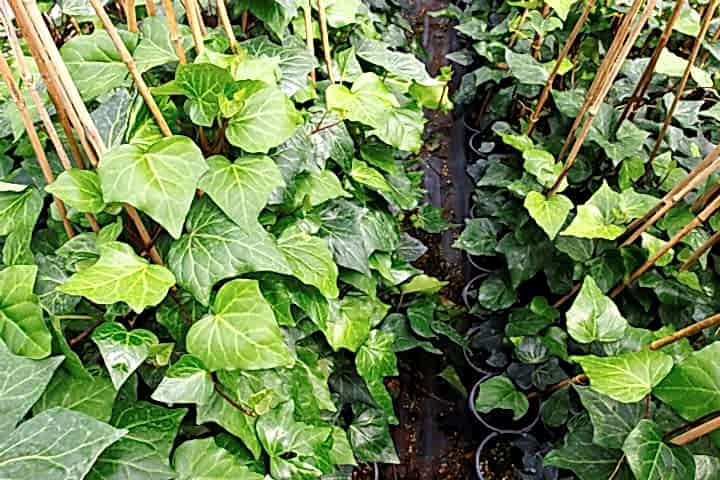 HEDERA SARMAŞIK - 1.5 + METRE SARILICI BİTKİ