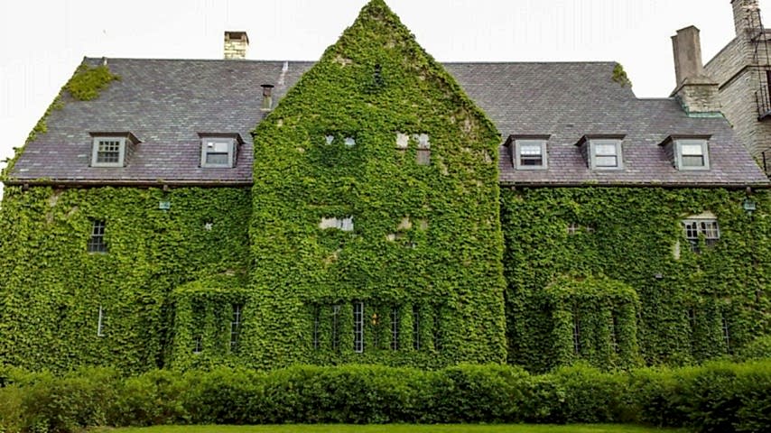 HEDERA SARMAŞIK 3 ADET 50-100 cm SARILICI BİTKİ