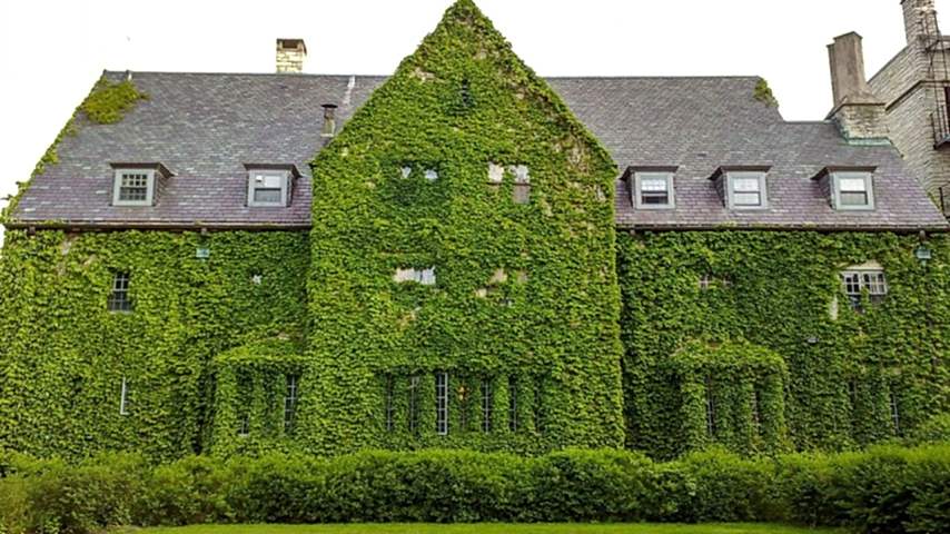 HEDERA SARMAŞIK 5 ADET - 1.5 + METRE SARILICI BİTKİ