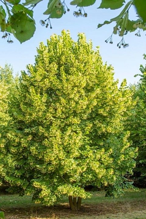 IHLAMUR AĞACI FİDANI 10 ADET 50-100 cm (Tilia Tomentosa) 2-3 YAŞ