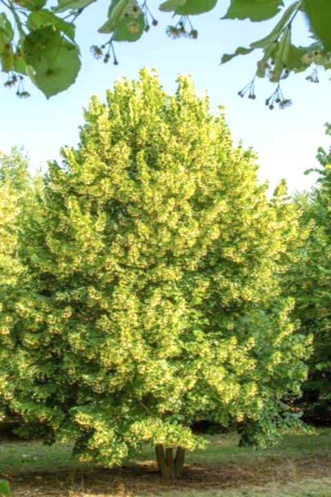 IHLAMUR AĞACI FİDANI 5 ADET 50-100 cm (Tilia Tomentosa) 2-3 YAŞ