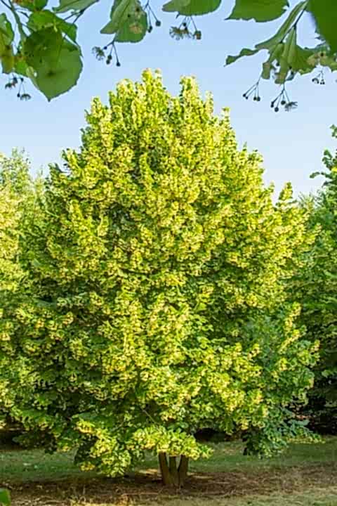 IHLAMUR AĞACI FİDANI 50-100 cm (Tilia Tomentosa) 2-3 YAŞ
