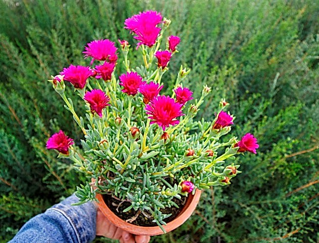 İZMİR GÜZELİ 3 ADET - PEMBE ÇİÇEKLİ ve ÇOK YILLIK BİTKİ (Saksıda)