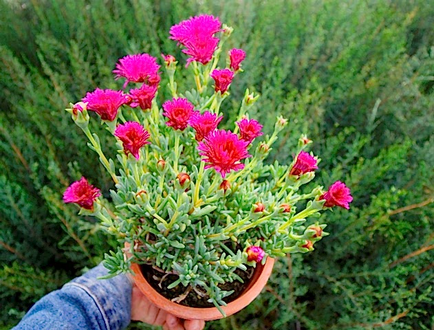 İZMİR GÜZELİ 5 ADET - PEMBE ÇİÇEKLİ ve ÇOK YILLIK BİTKİ (Saksıda)