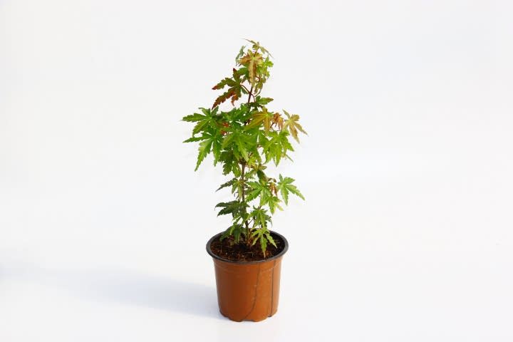 JAPON AKÇAAĞACI ACER PALMATUM 2 ADET