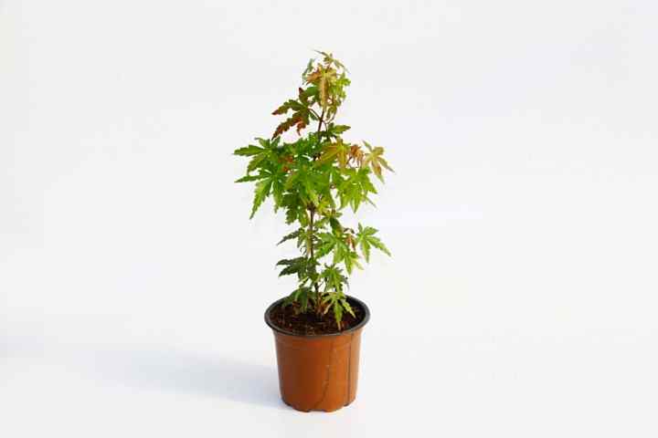JAPON AKÇAAĞACI ACER PALMATUM 3 ADET