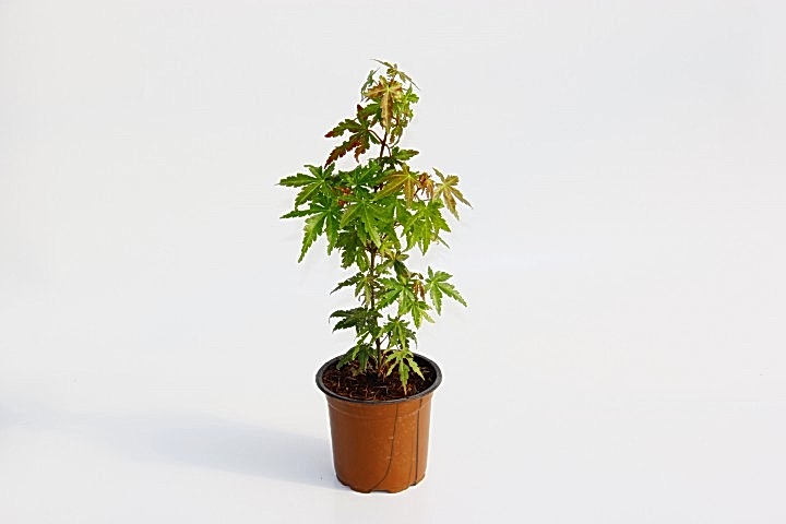JAPON AKÇAAĞACI ACER PALMATUM 5 ADET