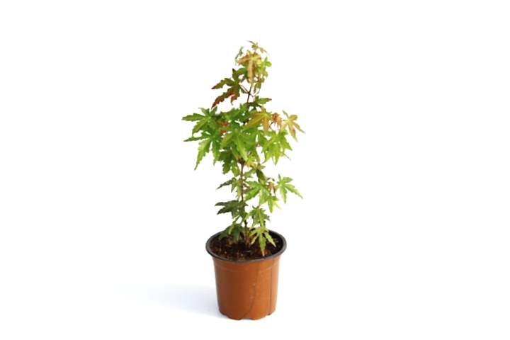 JAPON AKÇAAĞACI ACER PALMATUM
