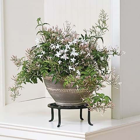 Jasminum polyanthum – Çin Yasemini
