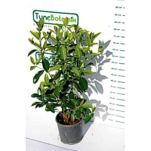 KARTOPU LUCİDUM - 1 METRE ÇİT BİTKİSİ
