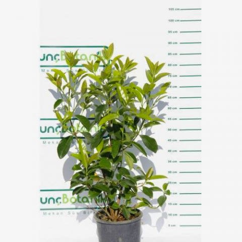 KARTOPU LUCİDUM - 1 METRE ÇİT BİTKİSİ