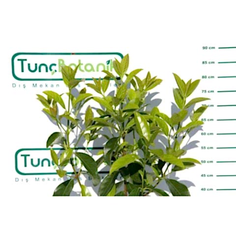 KARTOPU LUCİDUM - 1 METRE ÇİT BİTKİSİ