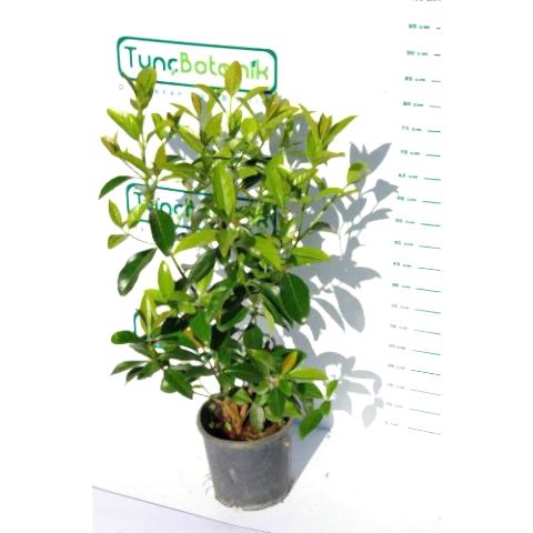 KARTOPU LUCİDUM 3 ADET- 1 METRE ÇİT BİTKİSİ