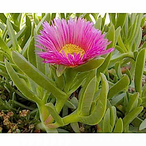 KAZ AYAĞI 135 ADET - YER ÖRTÜCÜ ÇİÇEKLİ BİTKİ