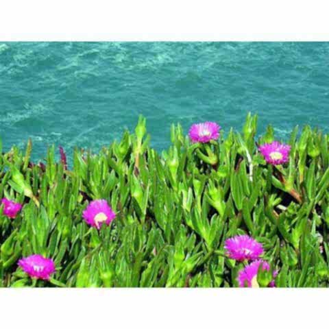 KAZ AYAĞI 45 ADET - ÇİÇEKLİ YER ÖRTÜCÜ BİTKİ