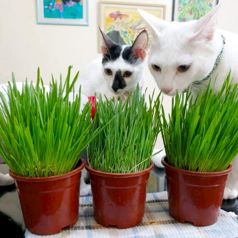 Kedi Çimi 12 cm'lik Saksıda 3 Adet