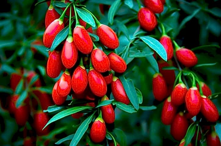 Kırmızı Goji Berry Fidanı 2-3 Yaş