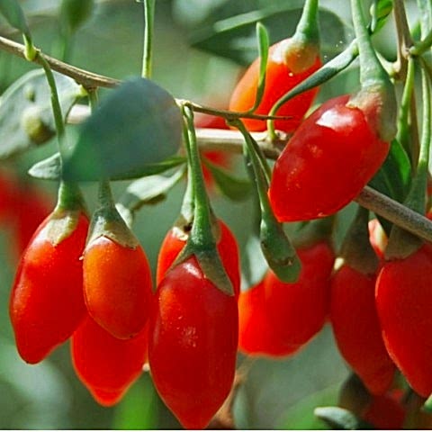KIRMIZI GOJİ BERRY FİDANI
