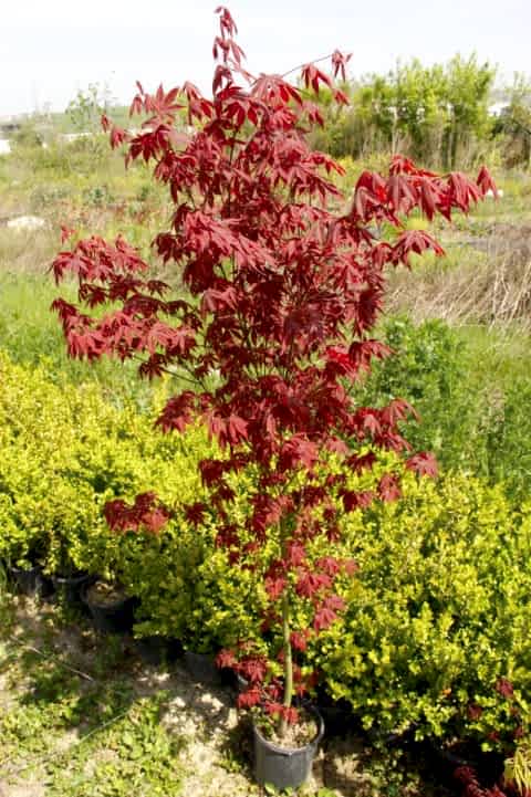KIRMIZI JAPON AKÇAAĞACI   150 - 200 CM