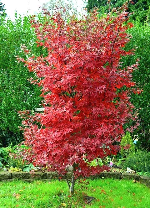 KIRMIZI JAPON AKÇAAĞACI ( Acer Palmatum) TOHUMU 10 ADET