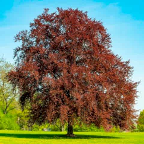 KIRMIZI KAYIN FİDANI 3 ADET - Fagus Sylvatica Atropurpurea