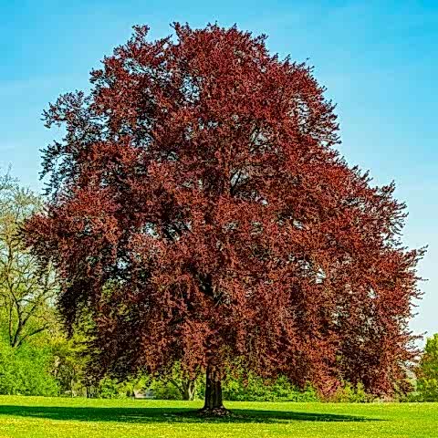 KIRMIZI KAYIN FİDANI 5 ADET - Fagus Sylvatica Atropurpurea