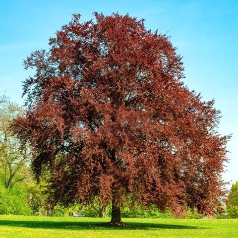 KIRMIZI KAYIN FİDANI - Fagus Sylvatica Atropurpurea