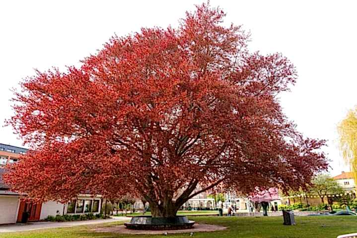 KIRMIZI KAYIN FİDANI - Fagus Sylvatica Atropurpurea