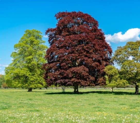 KIRMIZI KAYIN FİDANI - Fagus Sylvatica Atropurpurea