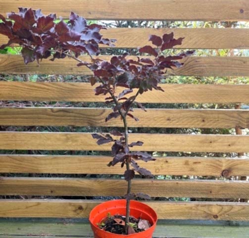 KIRMIZI KAYIN FİDANI - Fagus Sylvatica Atropurpurea