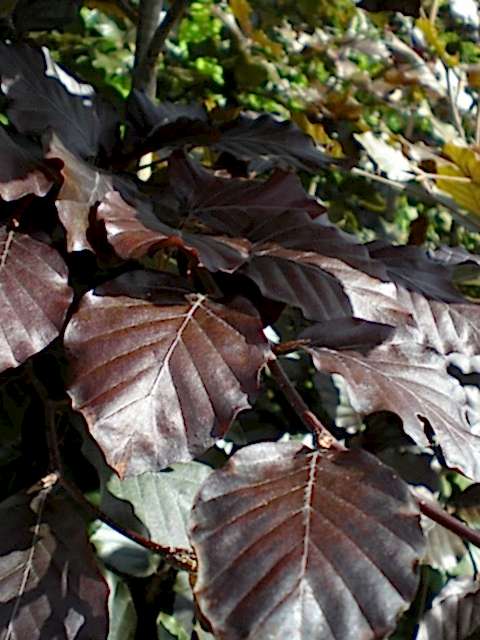 KIRMIZI KAYIN FİDANI - Fagus Sylvatica Atropurpurea