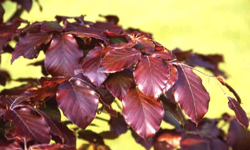 KIRMIZI KAYIN FİDANI - Fagus Sylvatica Atropurpurea