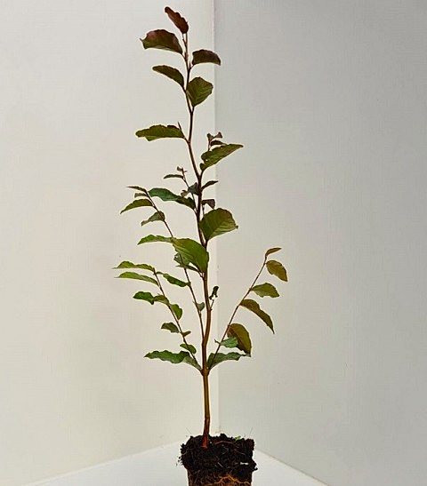 KIRMIZI KAYIN FİDANI - Fagus Sylvatica Atropurpurea