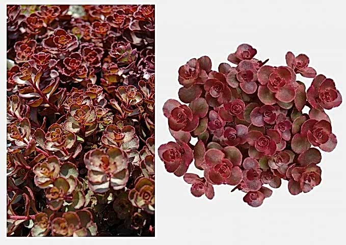 KIRMIZI SEDUM 10 ADET - YER ÖRTÜCÜ ÇOK YILLIK BİTKİ