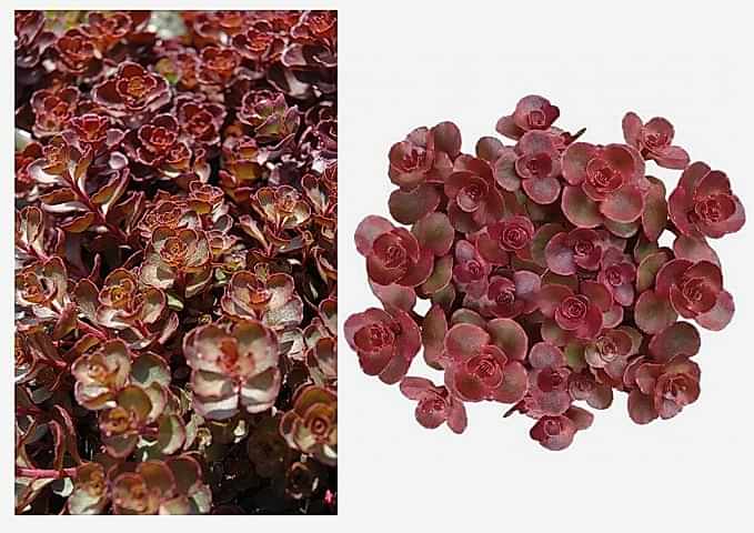 KIRMIZI SEDUM 5 ADET - YER ÖRTÜCÜ ÇOK YILLIK BİTKİ