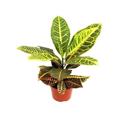 KRATON SALON BİTKİSİ 3 ADET - CROTON PETRA 30-50 cm