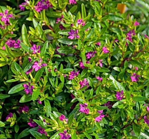 KUFEYA CENNET ÇİÇEĞİ 5 ADET ( PEMBE )