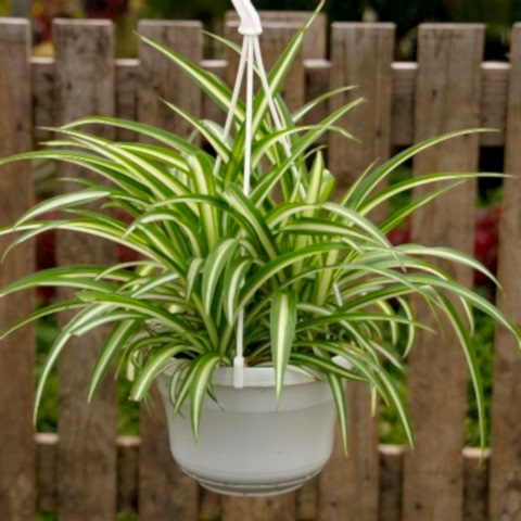 Kurdele Çiçeği  (Chlorophytum comosum) - Askılı Saksıda