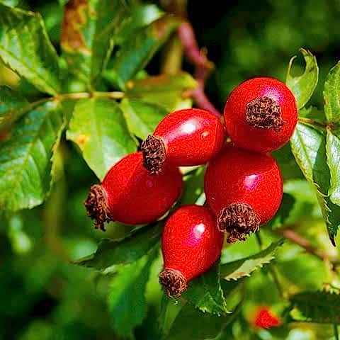KUŞBURNU FİDANI 2 ADET - Rosa Canina