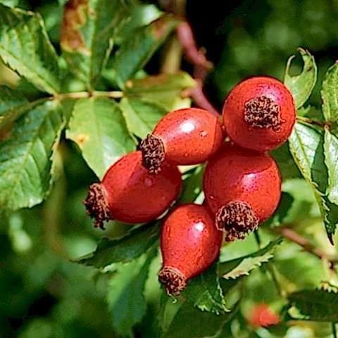KUŞBURNU FİDANI - Rosa Canina