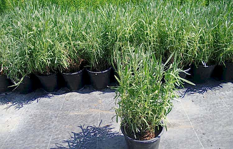 LAVANTA FİDANI 10 ADET - SAKSIDA 20-30 cm