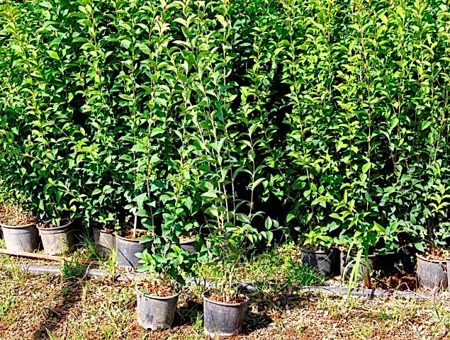 LİGUSTRUM KURTBAĞRI 10 ADET 100-120 cm - ÇİT BİTKİSİ (BÜYÜK BOY)