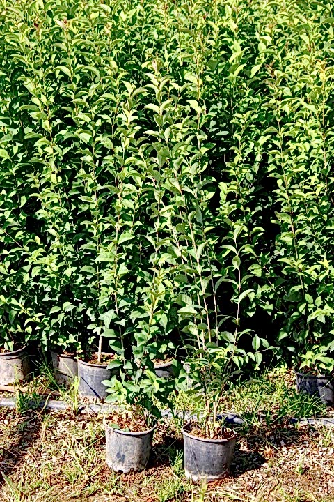 LİGUSTRUM KURTBAĞRI 10 ADET 100-120 cm - ÇİT BİTKİSİ (BÜYÜK BOY)