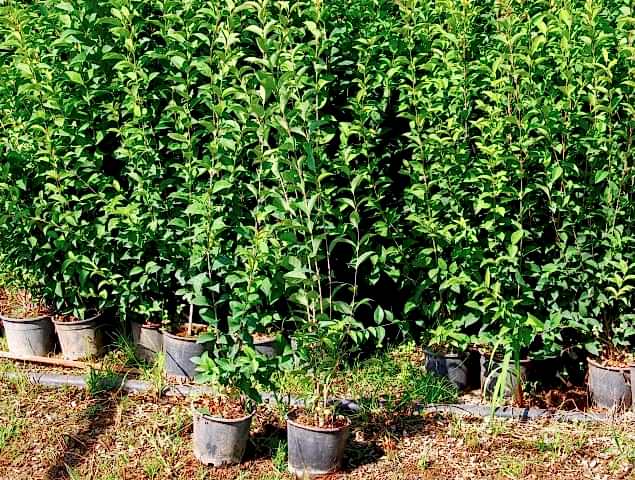 LİGUSTRUM KURTBAĞRI 5 ADET 100-120 cm - ÇİT BİTKİSİ (BÜYÜK BOY)