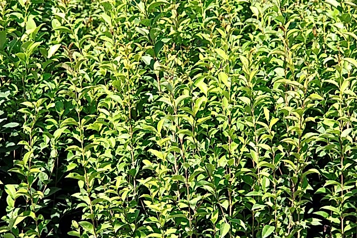 LİGUSTRUM KURTBAĞRI 5 ADET 100-120 cm - ÇİT BİTKİSİ (BÜYÜK BOY)