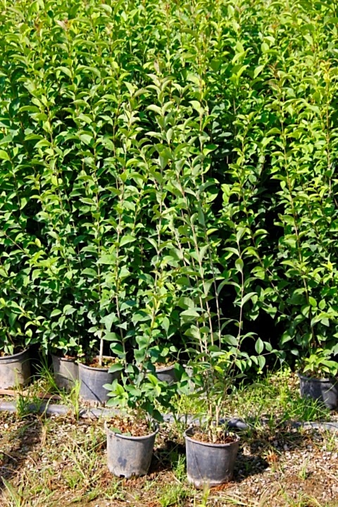 LİGUSTRUM KURTBAĞRI 5 ADET 100-120 cm - ÇİT BİTKİSİ (BÜYÜK BOY)