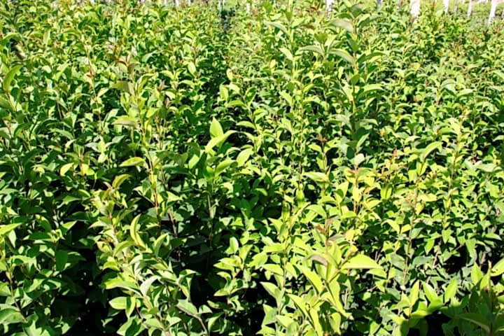 LİGUSTRUM KURTBAĞRI 5 ADET 100-120 cm - ÇİT BİTKİSİ (BÜYÜK BOY)